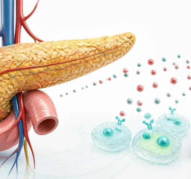 糖尿病と高血糖の確認に関わる膵臓・血糖・血液検査のイメージ
